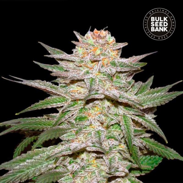 Насіння коноплі Bulk Seed Bank auto Caramel King feminised