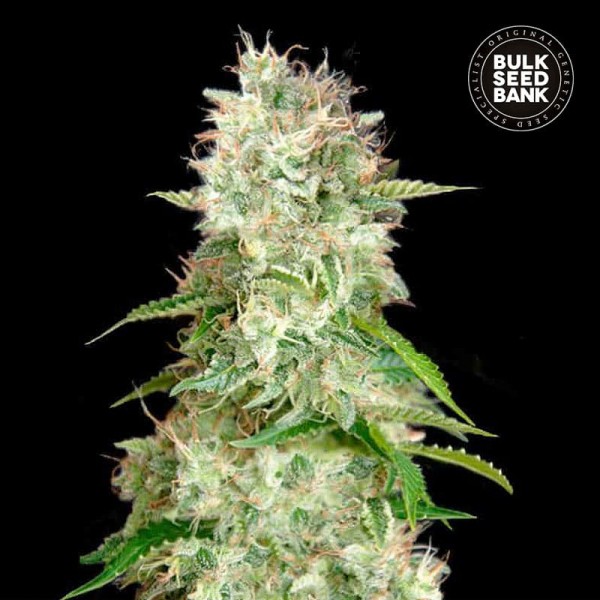 Насіння коноплі Bulk Seed Bank auto Cheese feminised