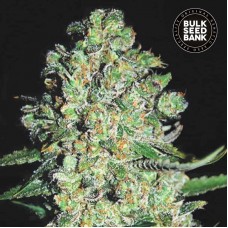 Bulk Seed Bank auto Chronical feminised