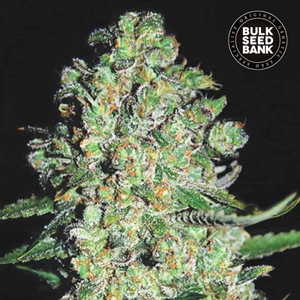 Семена конопли Bulk Seed Bank auto Chronical feminised