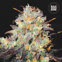 Bulk Seed Bank auto Cocopopo feminised