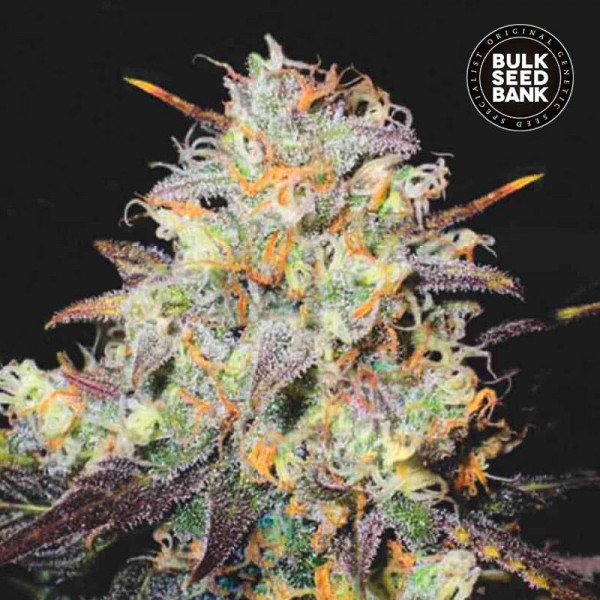 Насіння коноплі Bulk Seed Bank auto Cocopopo feminised
