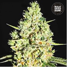 Bulk Seed Bank auto Critical feminised