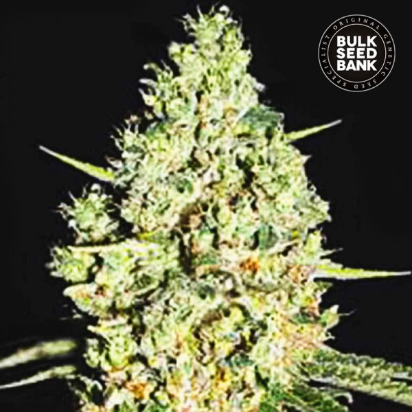 Насіння коноплі Bulk Seed Bank auto Critical feminised