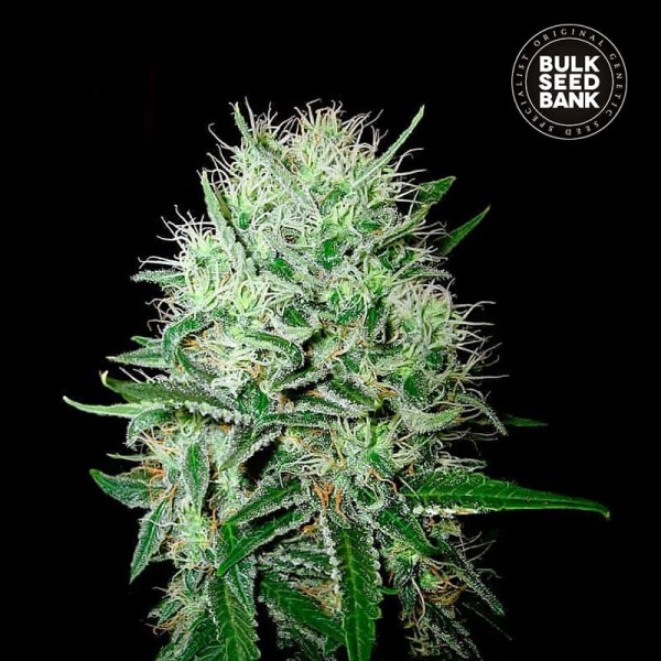 Семена конопли Bulk Seed Bank auto Devil’s Kiss feminised