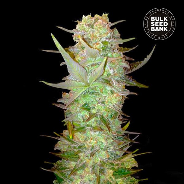 Семена конопли Bulk Seed Bank auto Dubai Poison feminised
