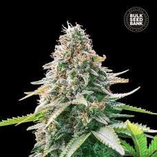 Bulk Seed Bank auto Gelato Samba feminised