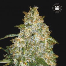 Bulk Seed Bank auto Good Wild Shark feminised