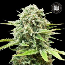 Bulk Seed Bank auto Guerilla Glue feminised