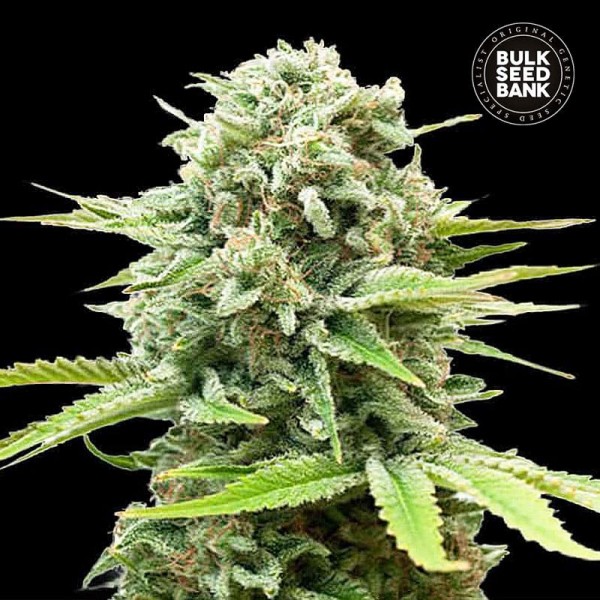 Насіння коноплі Bulk Seed Bank auto Guerilla Glue feminised
