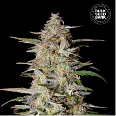 Bulk Seed Bank auto Hindu Kush feminised