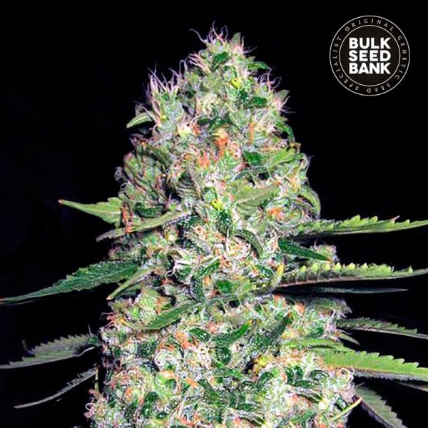 Семена конопли Bulk Seed Bank auto Jack Hair feminised