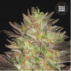 Bulk Seed Bank auto Lavender Best feminised