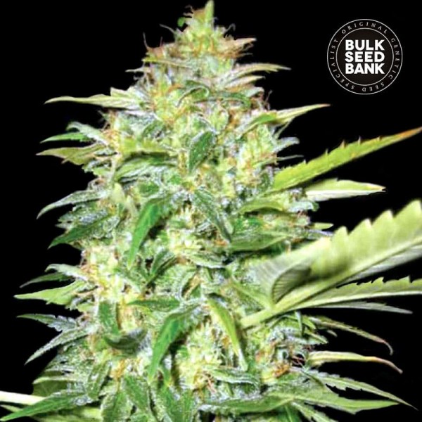 Насіння коноплі Bulk Seed Bank auto Lime Skunk feminised