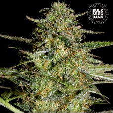 Bulk Seed Bank auto Loveryder feminised