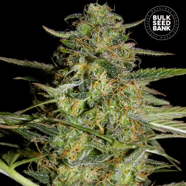 Семена конопли Bulk Seed Bank auto Loveryder feminised