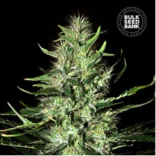 Bulk Seed Bank auto Mazar Extra feminised