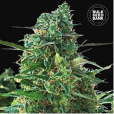 Bulk Seed Bank auto NBA Diesel feminised