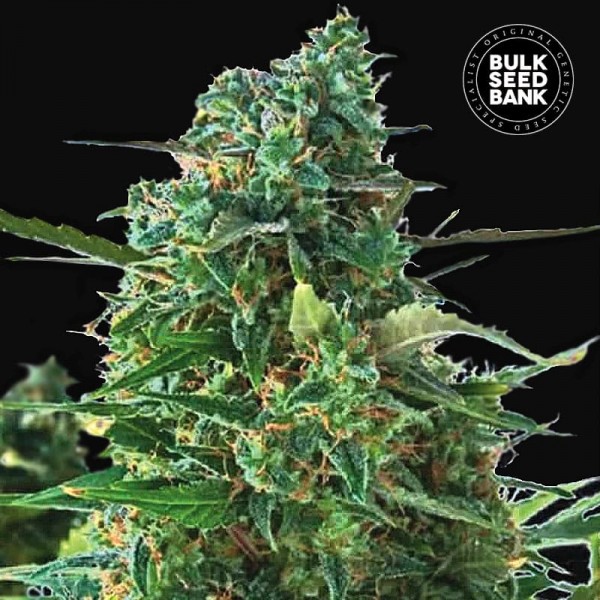 Семена конопли Bulk Seed Bank auto NBA Diesel feminised