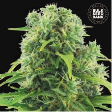Bulk Seed Bank auto Northern Light feminised