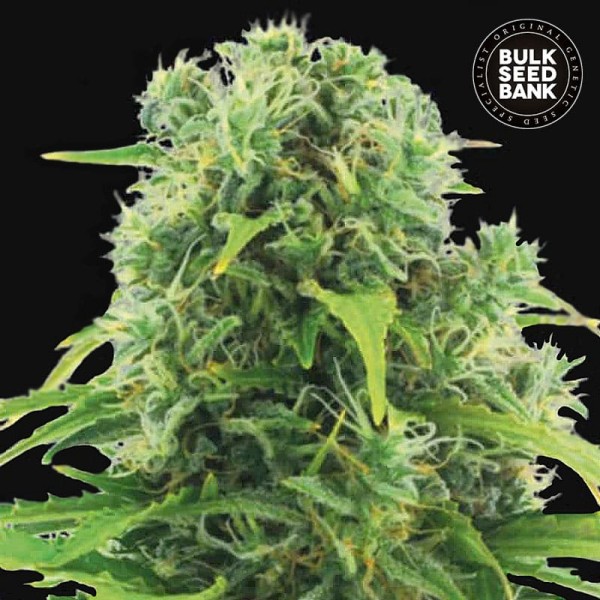 Семена конопли Bulk Seed Bank auto Northern Light feminised