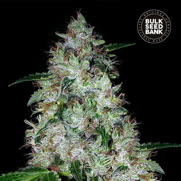 Насіння коноплі Bulk Seed Bank auto OG Kush feminised
