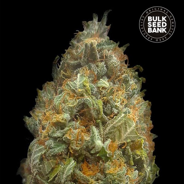 Насіння коноплі Bulk Seed Bank auto Original Orange Bud feminised