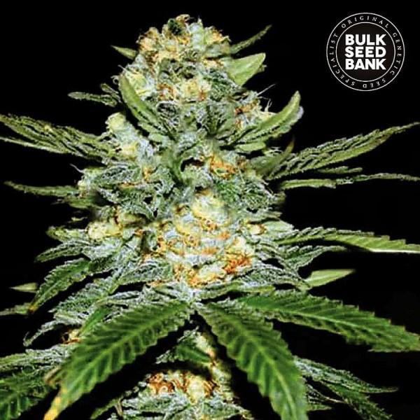 Семена конопли Bulk Seed Bank auto Perfect Power Plant feminised