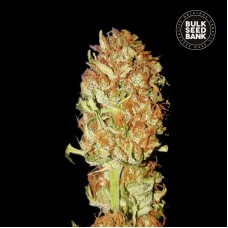 Bulk Seed Bank auto Psychedelic feminised
