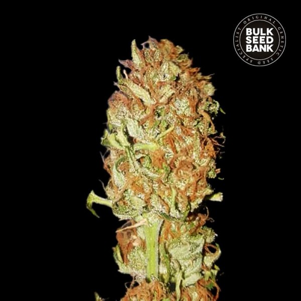 Семена конопли Bulk Seed Bank auto Psychedelic feminised