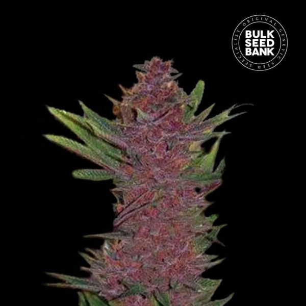Насіння коноплі Bulk Seed Bank auto Purple Glam Kush feminised