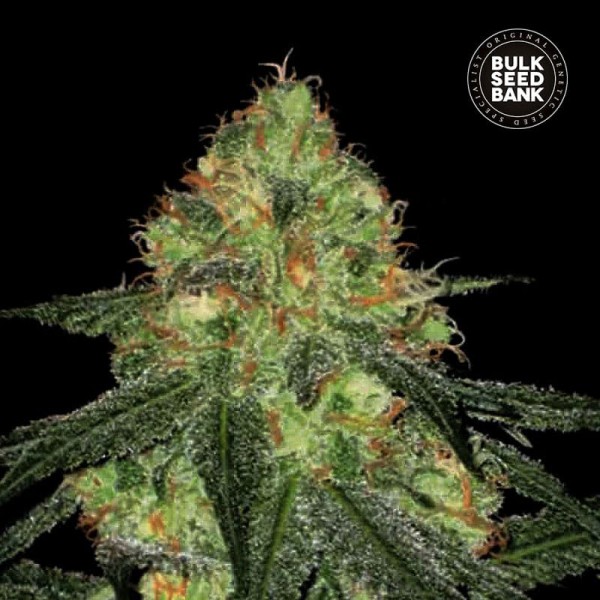 Семена конопли Bulk Seed Bank auto Sour Diesel feminised