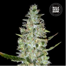 Bulk Seed Bank auto Special Skunk feminised