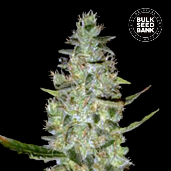 Семена конопли Bulk Seed Bank auto Special Skunk feminised