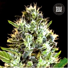 Bulk Seed Bank auto Sunmango feminised