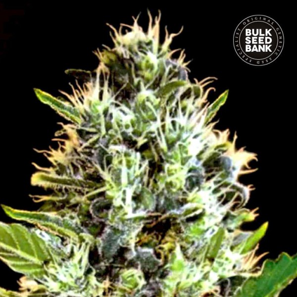 Насіння коноплі Bulk Seed Bank auto Sunmango feminised