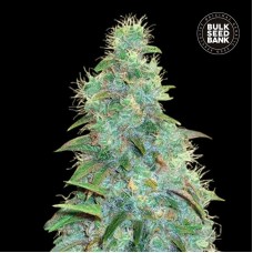 Bulk Seed Bank auto Sweet Tooth feminised