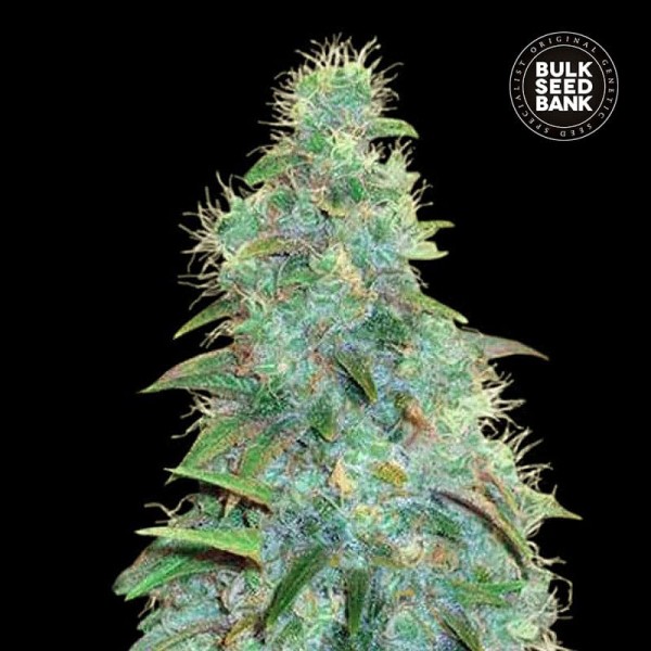 Насіння коноплі Bulk Seed Bank auto Sweet Tooth feminised