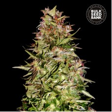 Bulk Seed Bank auto White Prussian feminised