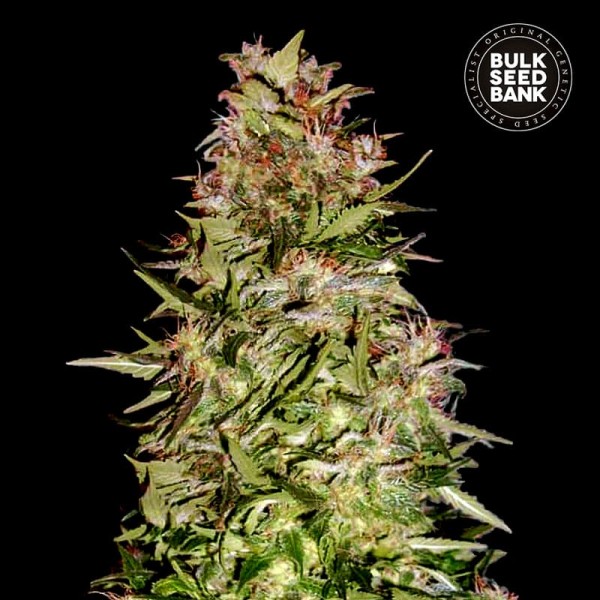 Насіння коноплі Bulk Seed Bank auto White Prussian feminised