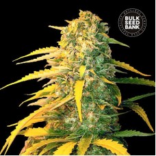 Bulk Seed Bank auto White Widow feminised