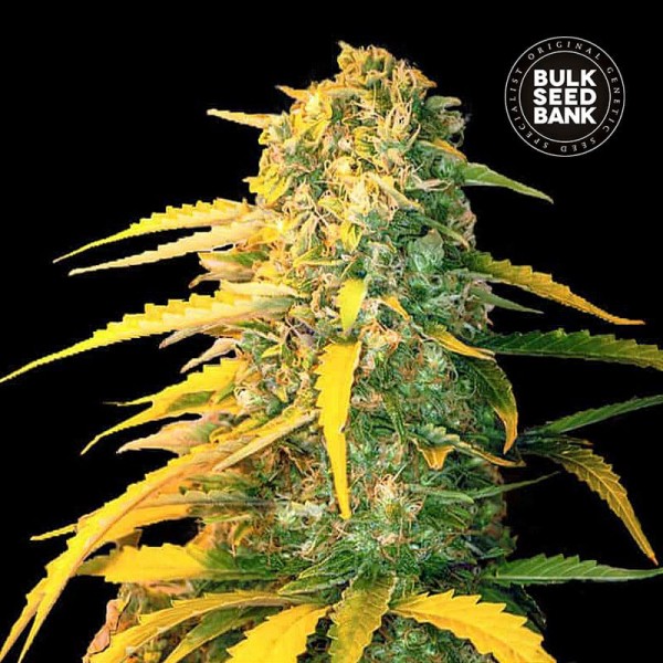 Насіння коноплі Bulk Seed Bank auto White Widow feminised