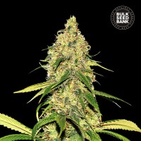 Bulk Seed Bank auto CBD White Widow feminised