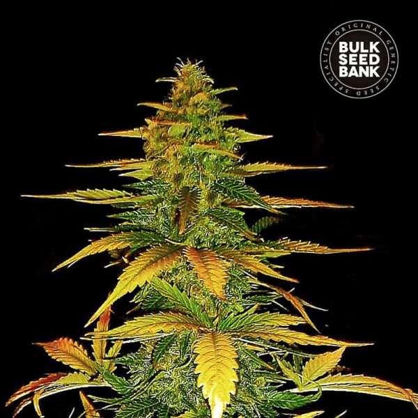 Семена конопли Bulk Seed Bank auto Wild Dwarf feminised