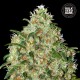 Насіння коноплі Bulk Seed Bank Amnesia Platinum feminised