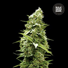 Bulk Seed Bank Banana Monkey feminised