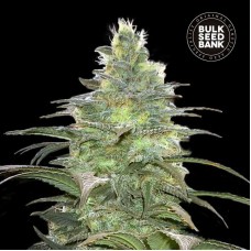 Bulk Seed Bank Blueberry Berry feminised