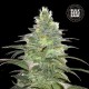 Семена конопли Bulk Seed Bank Blueberry Berry feminised