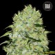 Насіння коноплі Bulk Seed Bank Bubblegum Extra feminised