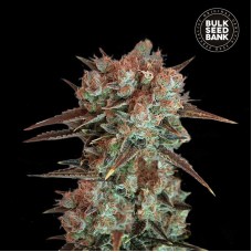 Bulk Seed Bank Caramel King feminised